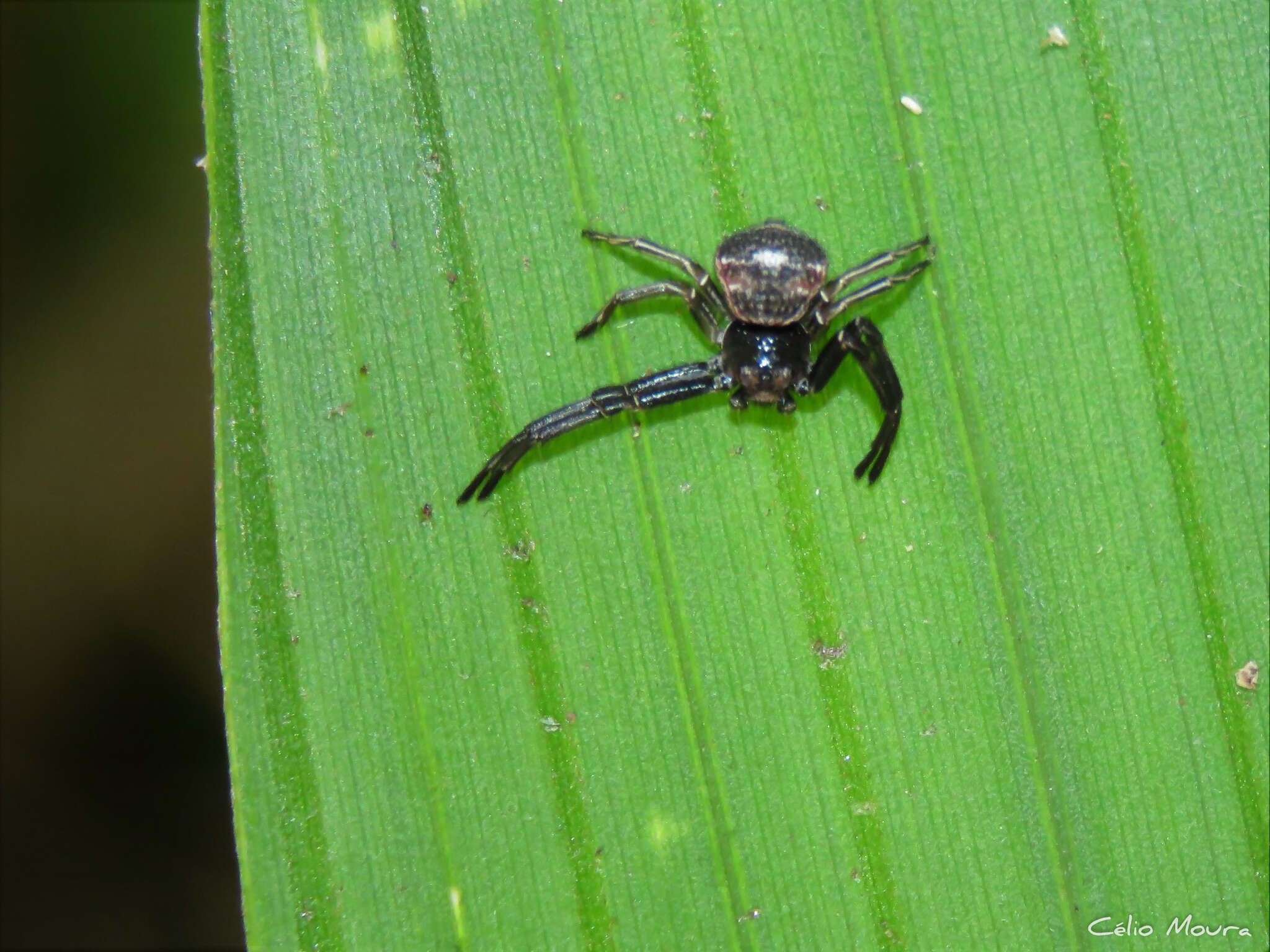 Imagem de Strophius albofasciatus Mello-Leitão 1929