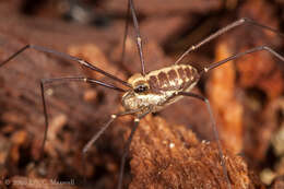 Image de Caddo agilis Banks 1892