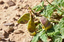 Plancia ëd Hoffmannseggia repens (Eastw.) Cockerell