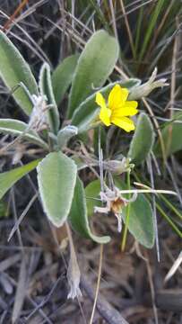 Image of Goodenia willisiana R. Carolin