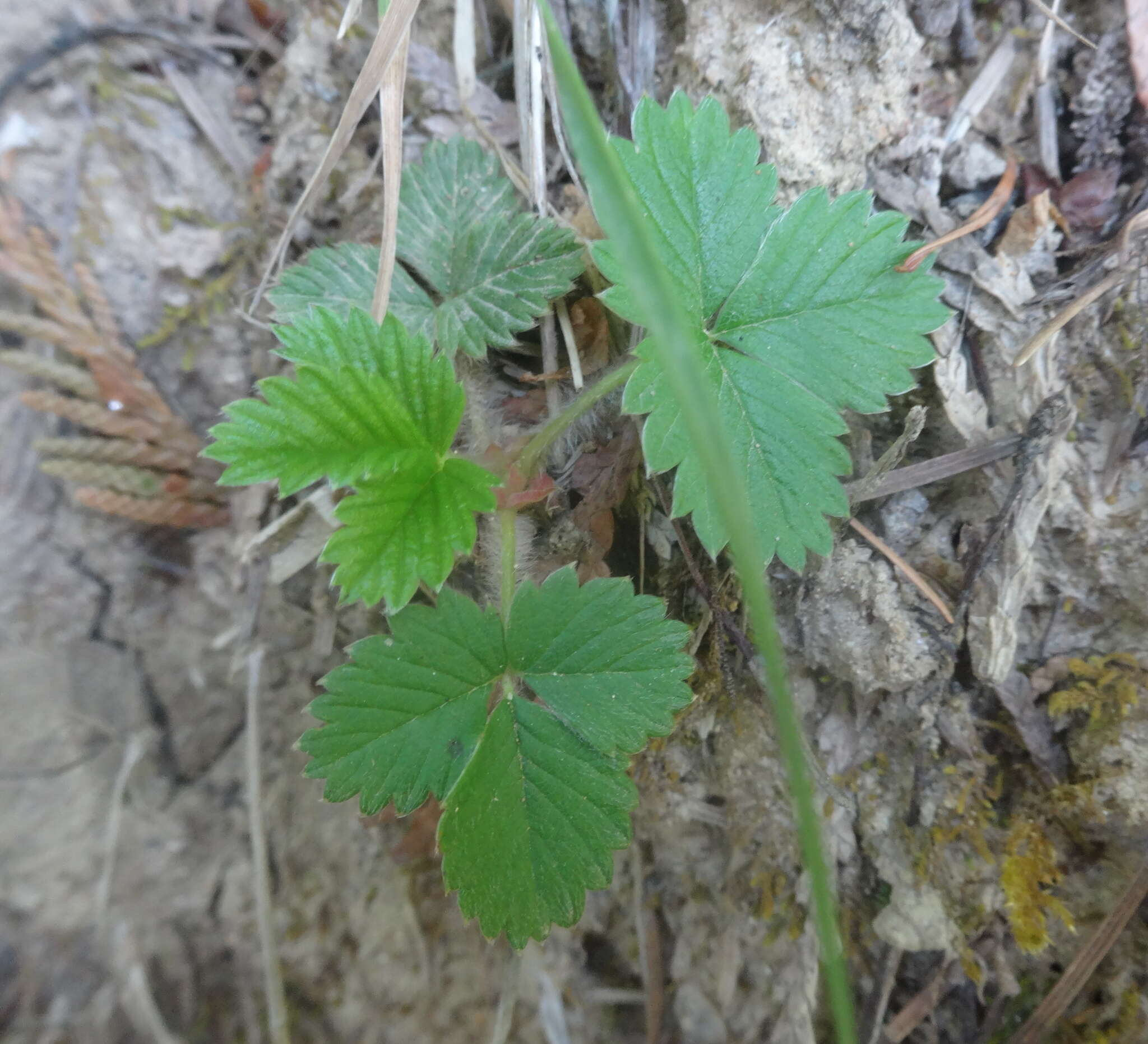 Image of Fragaria vesca subsp. bracteata (A. Heller) Staudt