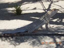 Image of Coachella Valley Fringe-toed Lizard