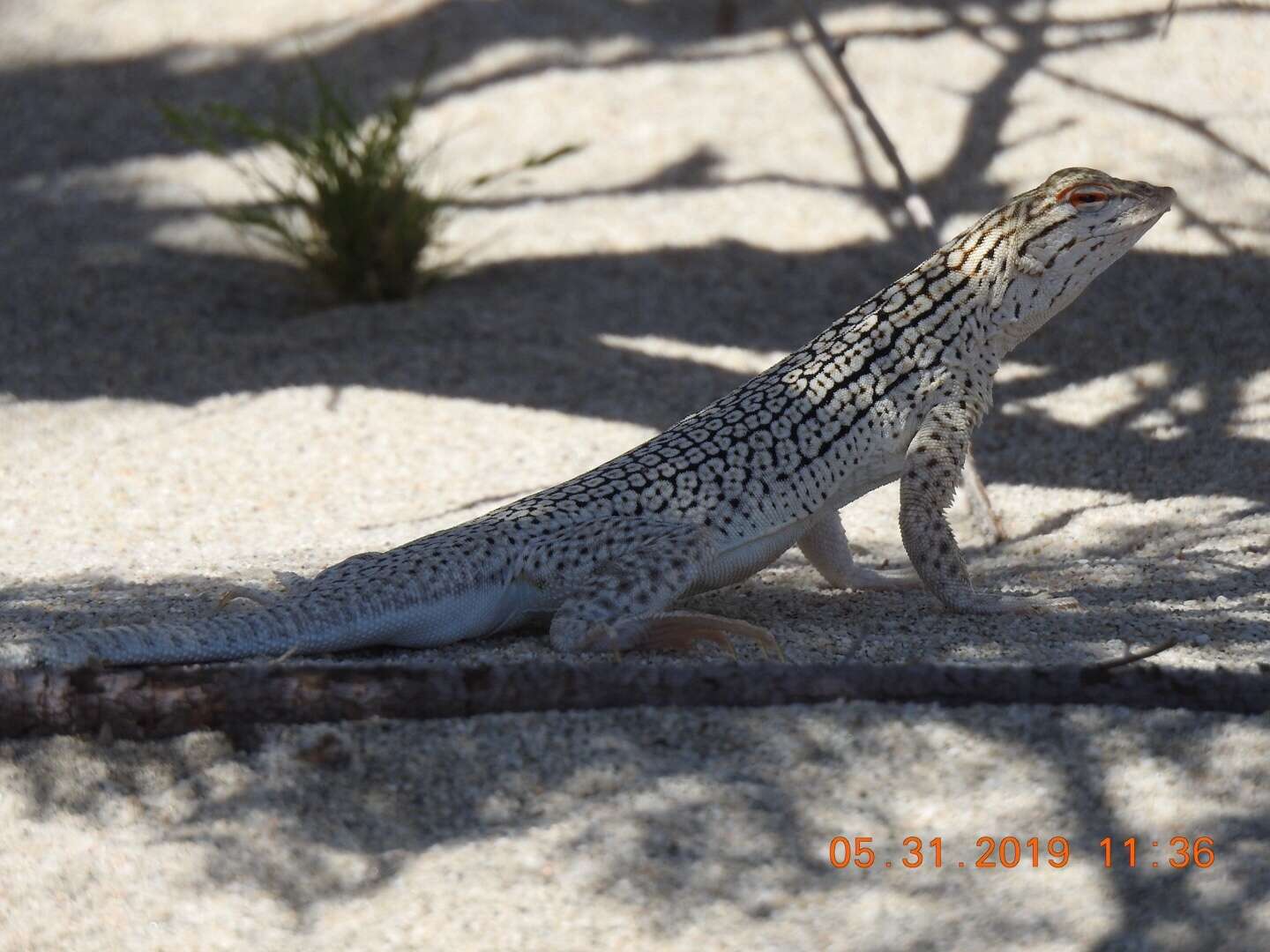 Image of Coachella Valley Fringe-toed Lizard