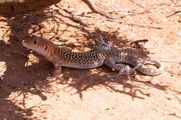 Plancia ëd Acanthodactylus busacki Salvador 1982