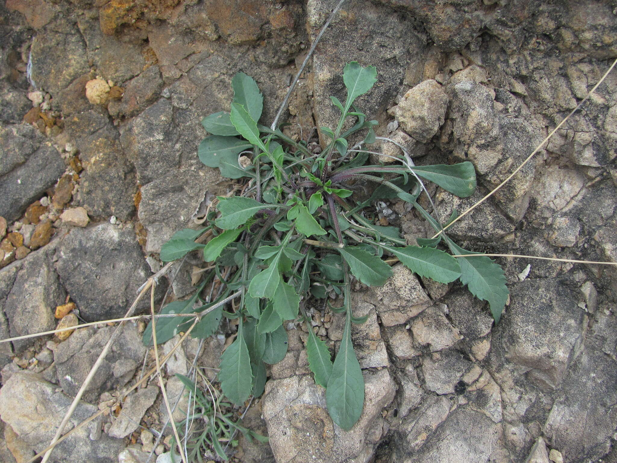 Image of Cephalaria dagestanica Bobrov