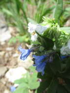 صورة Mertensia brevistyla S. Wats.