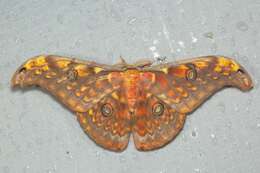 Image of Antheraea larissa (Westwood 1847)