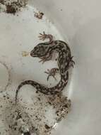 Image of Darwin's Marked Gecko