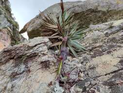 Image of Barbacenia pungens (N. L. Menezes & Semir) Mello-Silva