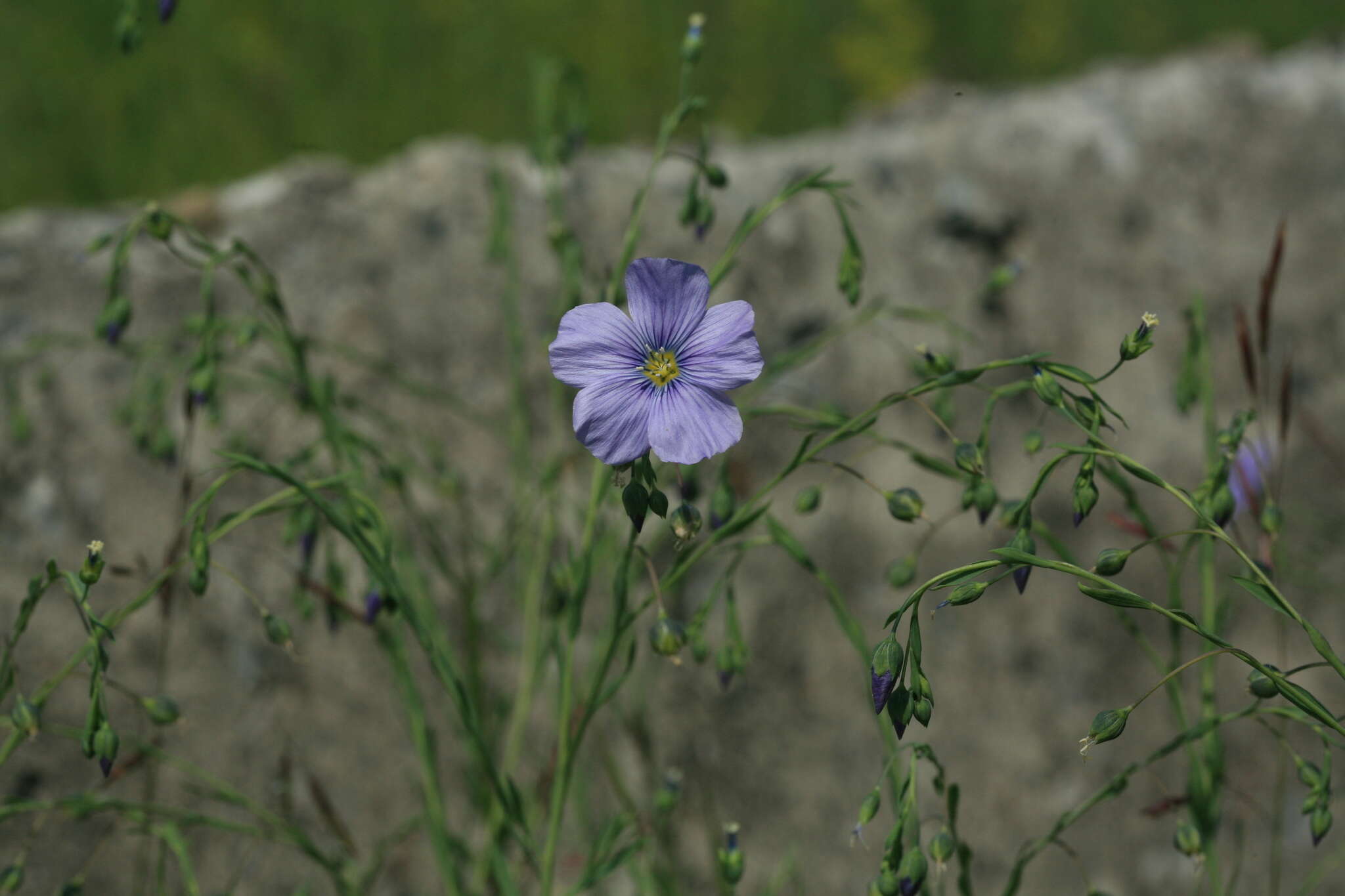 Linum amurense Alef. resmi