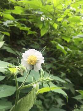 Image of whiteflower leafcup