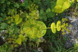 Image of Smyrnium perfoliatum subsp. rotundifolium (Mill.) Bonnier & Layens