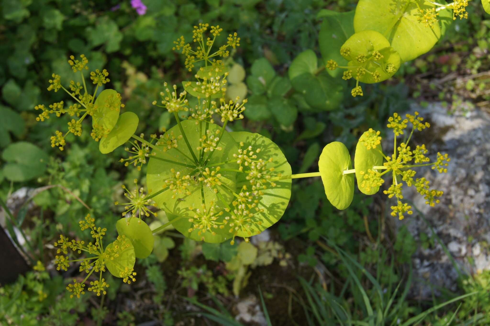 Image of Smyrnium perfoliatum subsp. rotundifolium (Mill.) Bonnier & Layens