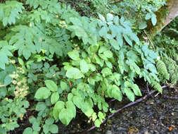 Image of California spikenard