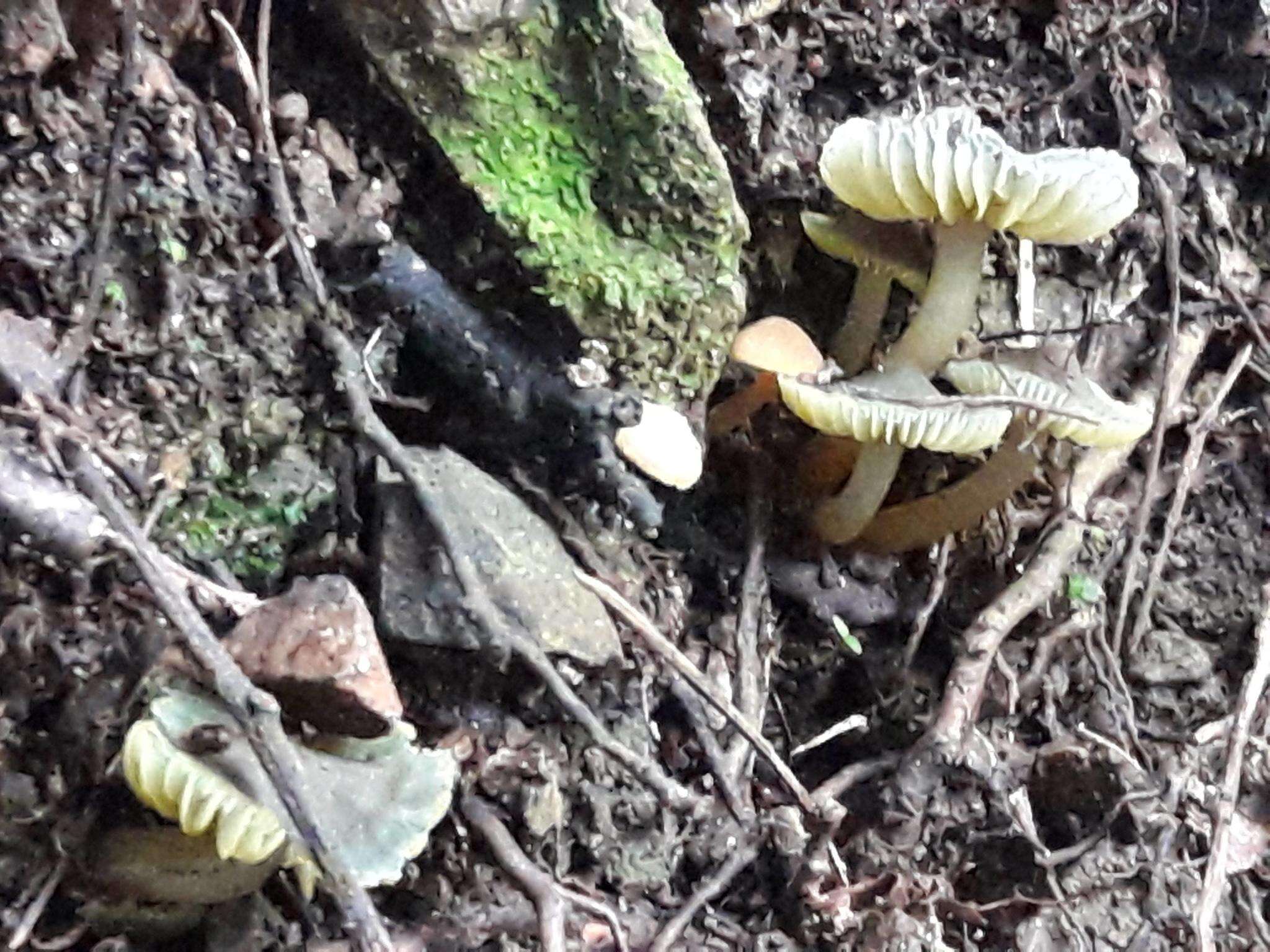 Imagem de Hygrocybe fuscoaurantiaca (G. Stev.) E. Horak 1971