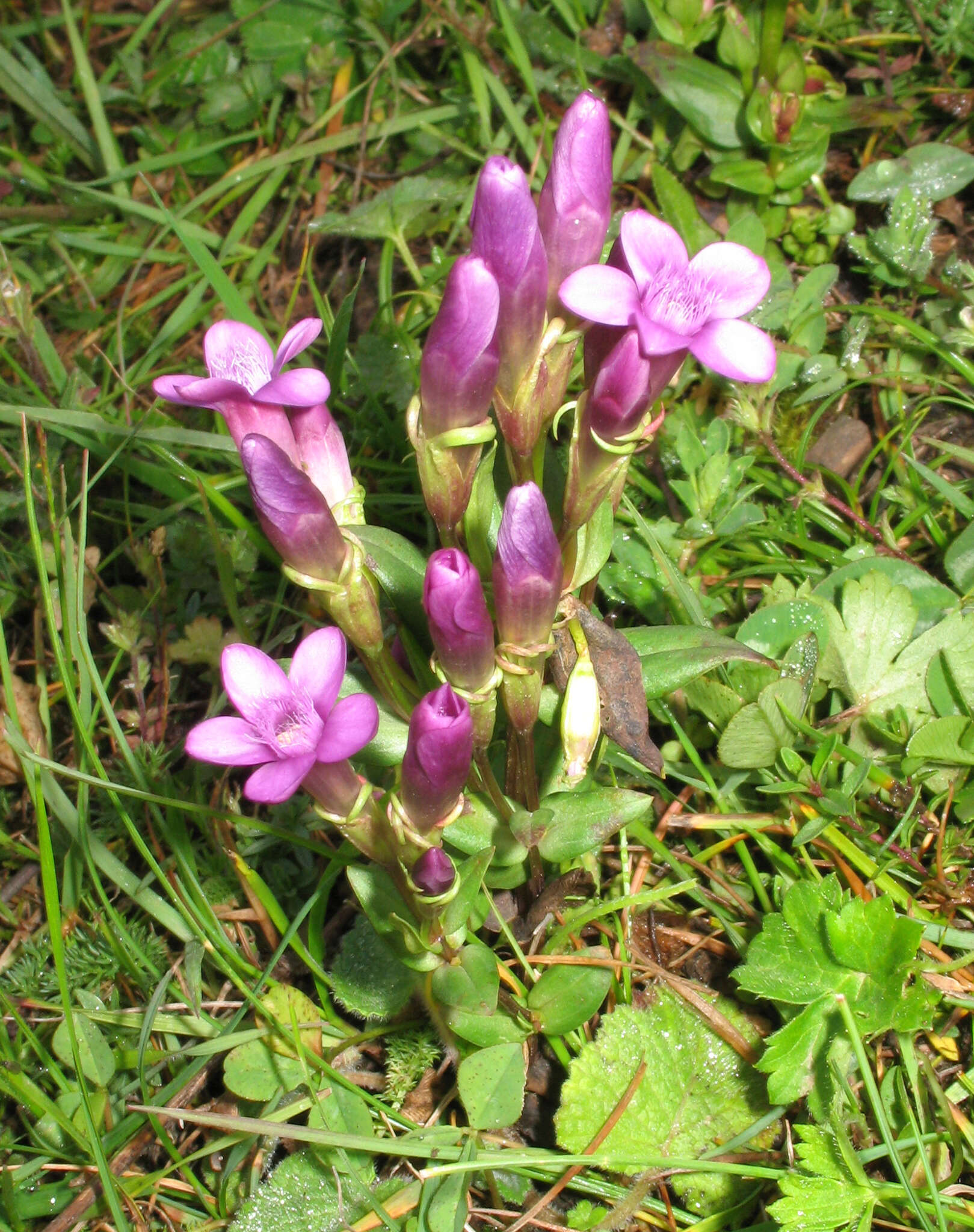 Image de Gentianella caucasea (Loddiges ex Sims) J. Holub