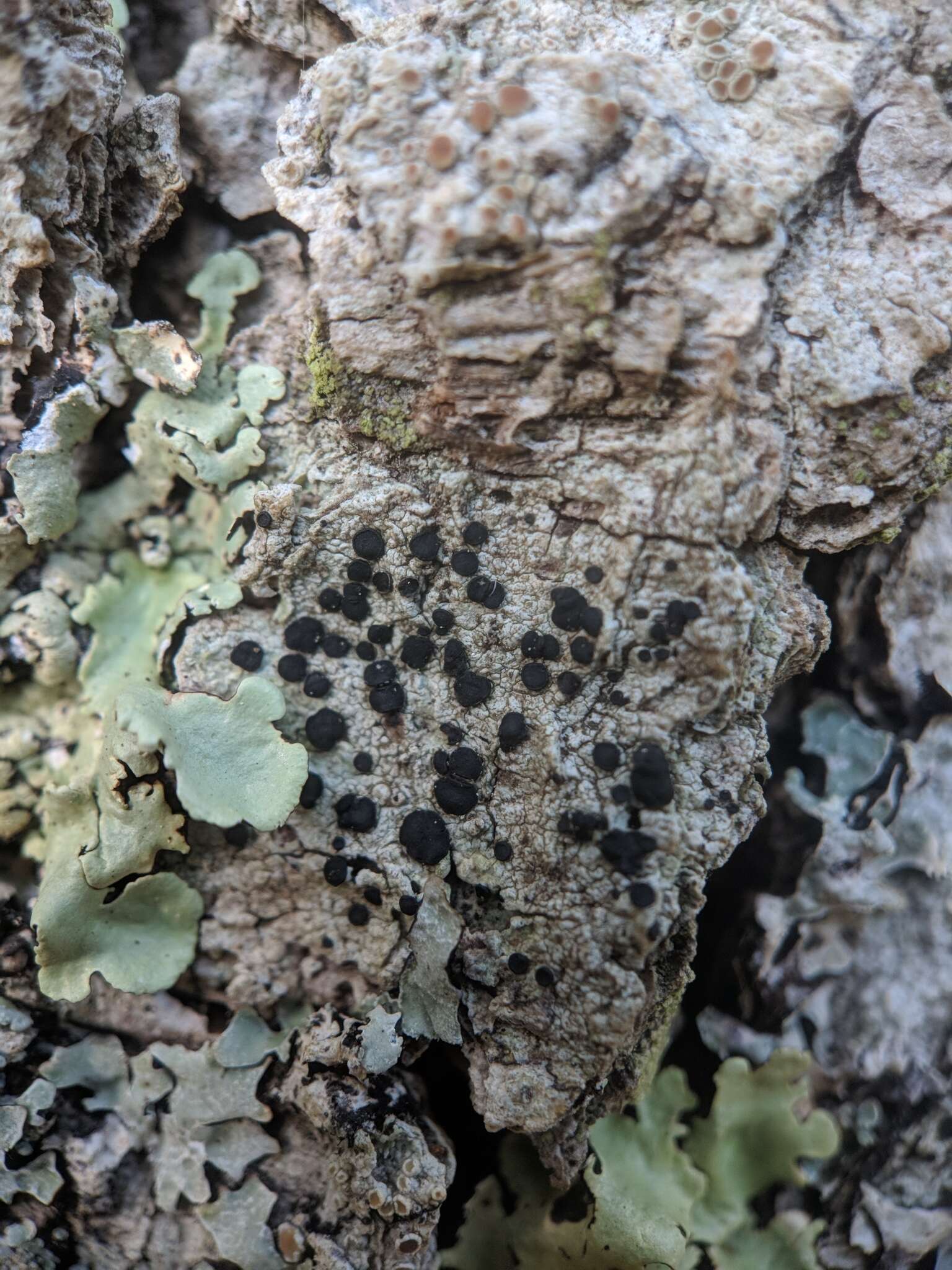 Image of disc lichen