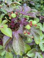 Imagem de Jatropha gossypiifolia var. gossypiifolia