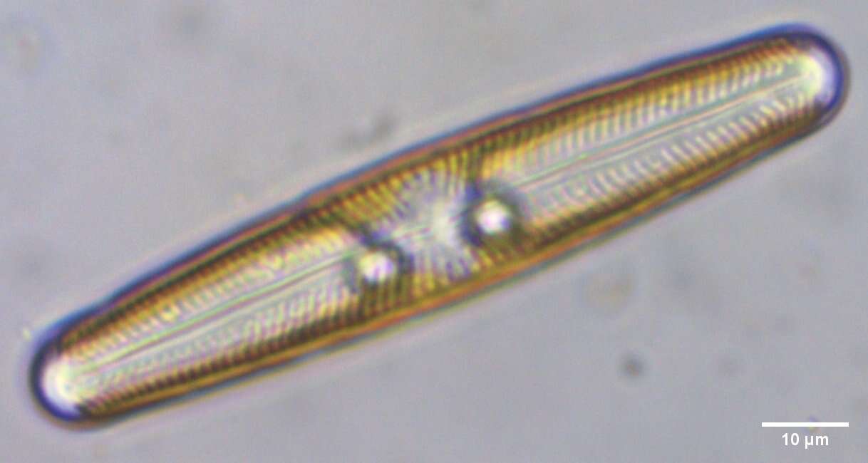 Image of Navicula oblonga