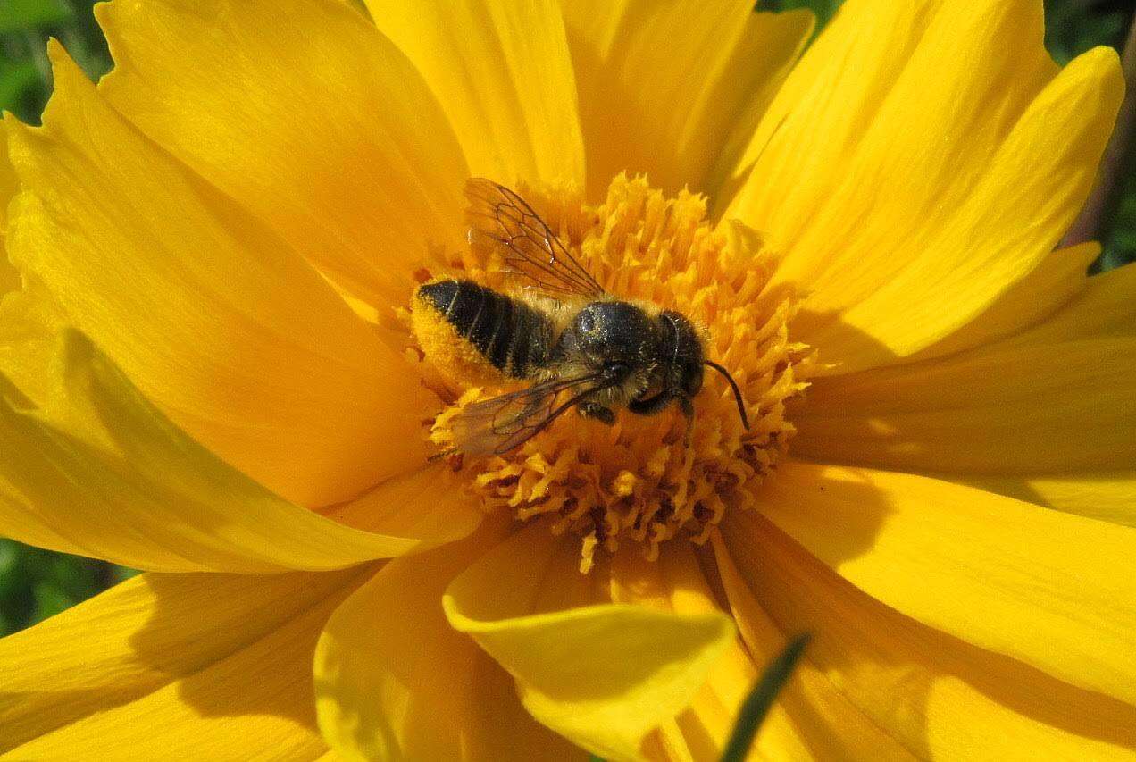 Image of Megachile leaf-cutter bee