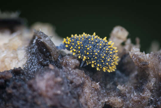 Image of Holacanthella paucispinosa (Salmon & JT 1941)