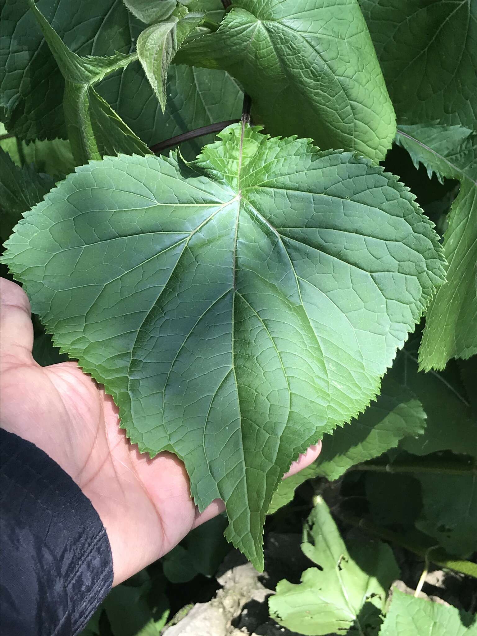 Image of Ageratina conspicua