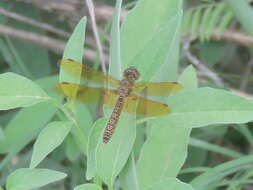 Image of Eastern Amberwing