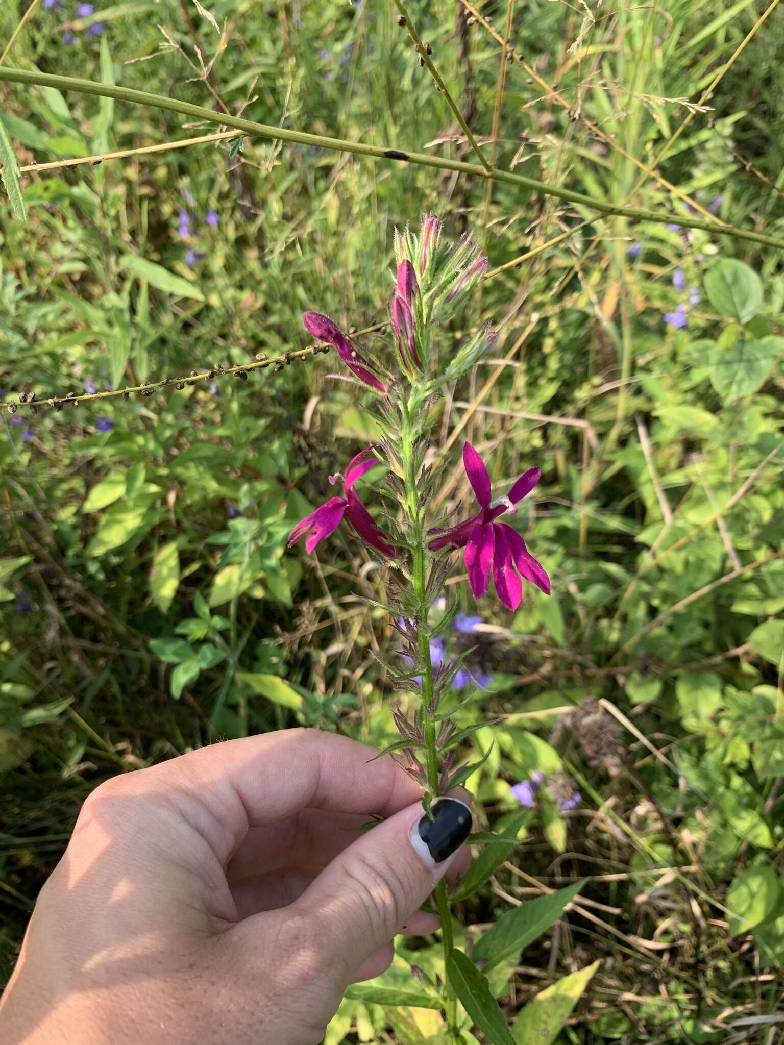 صورة Lobelia speciosa Sweet