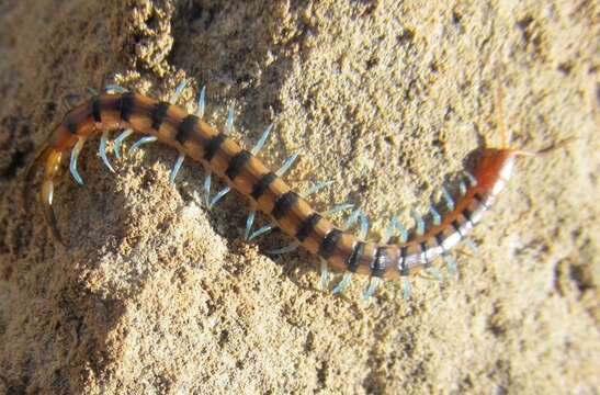 Image of red-headed centipede