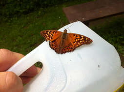 Image of Tawny Emperor