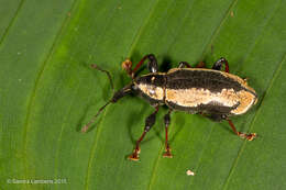 Image of Heilipus catagraphus Germar 1824