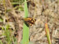 Imagem de Taractrocera ceramas Hewitson 1868