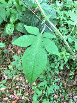 Image of Solanum lyratum Thunb.