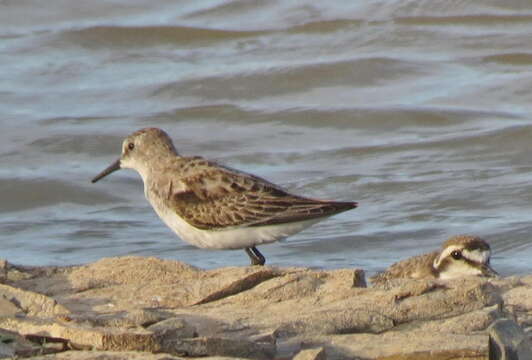 Plancia ëd Calidris minuta (Leisler 1812)