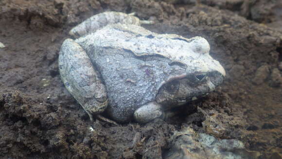 Image of Laliostoma Glaw, Vences & Böhme 1998