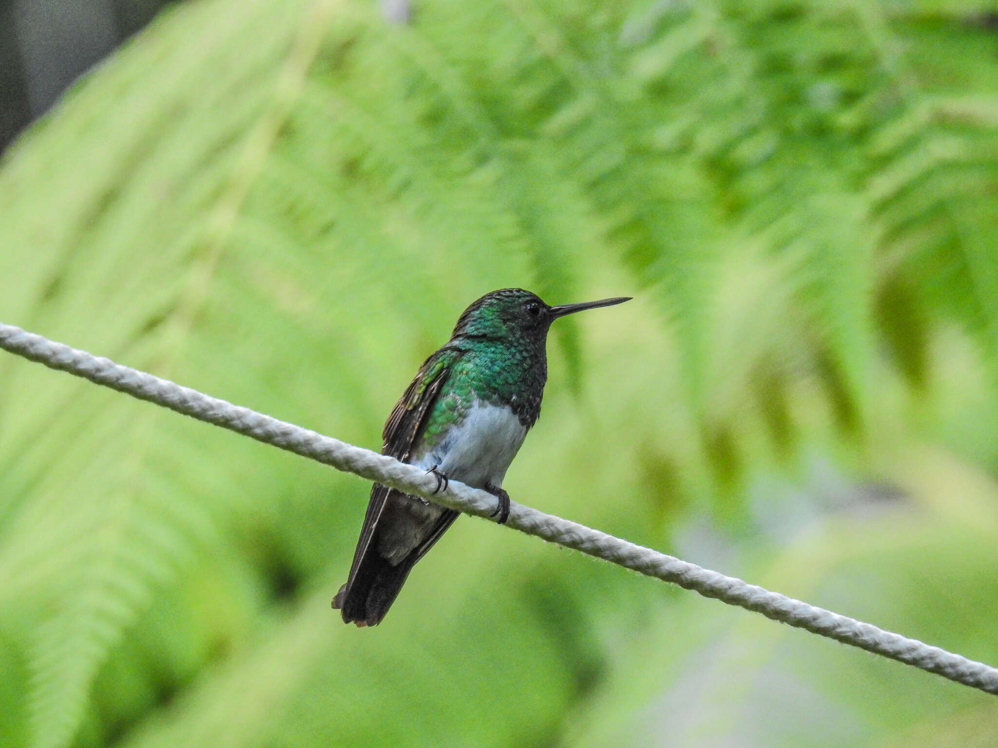 Image of Snowy-bellied Hummingbird