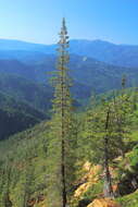 Image of Baker Cypress