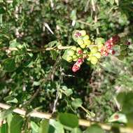 Image of Schinus engleri F. A. Barkley