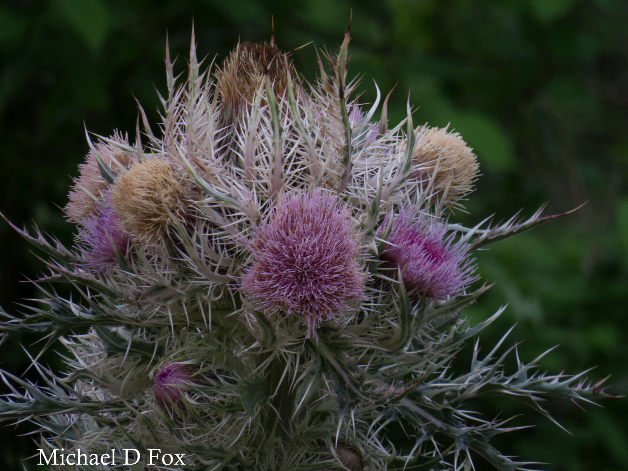 Image of yellow thistle