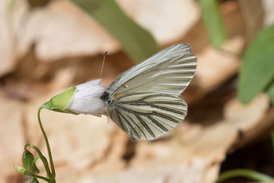 Image of Mustard White