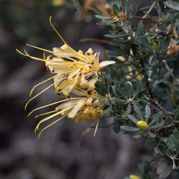 Image of Lambertia inermis R. Br.