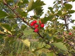 Image of Crataegus sanguinea Pall.