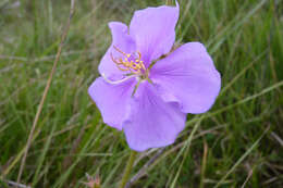 Image de Pleroma gracile (Bonpl.) A. Gray