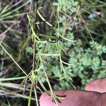 Image of <i>Buchnera longespicata</i>