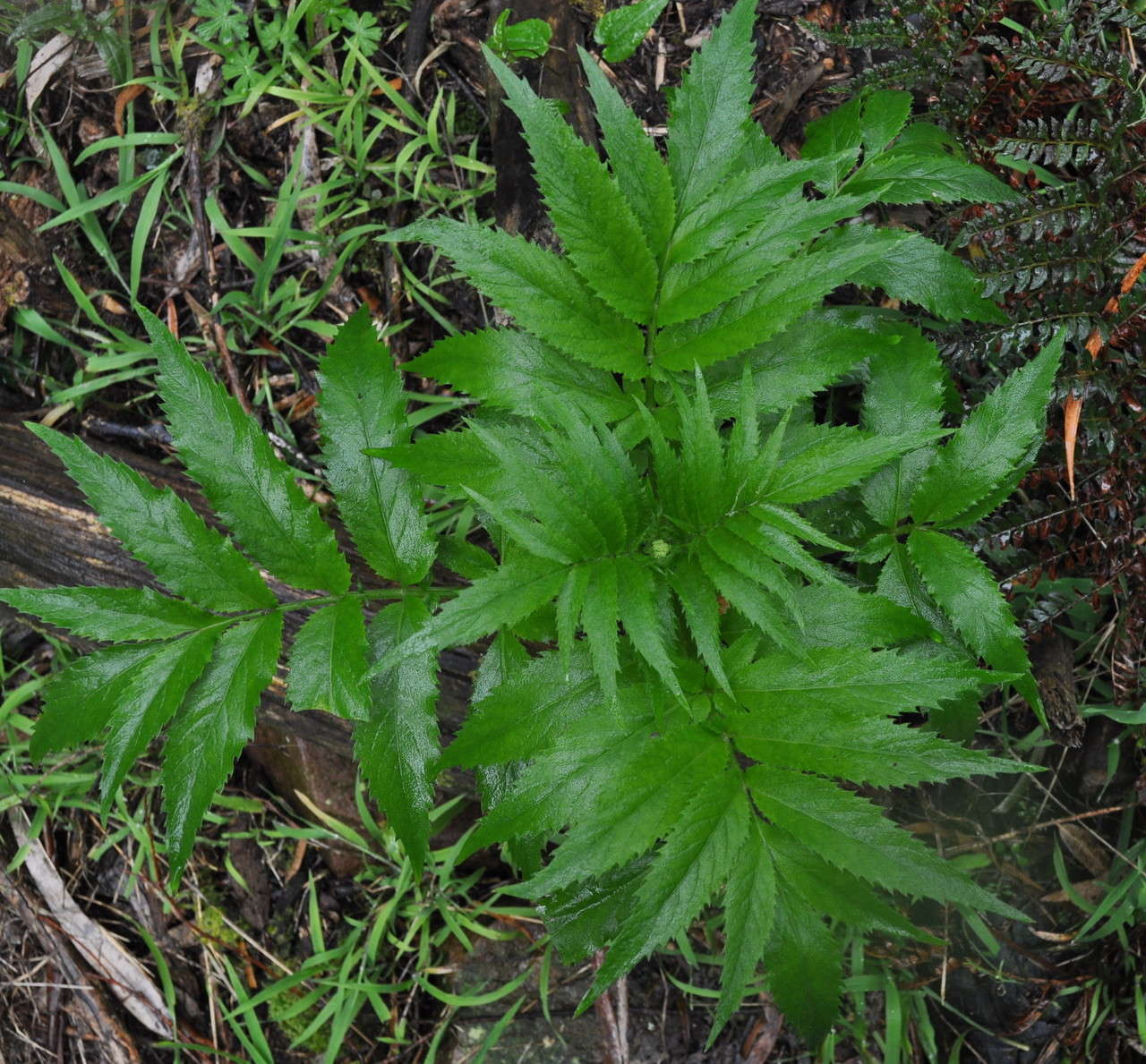 Image of White Elderberry