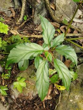 Image of Begonia carolineifolia Regel