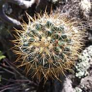 Image de Mammillaria discolor Haw.