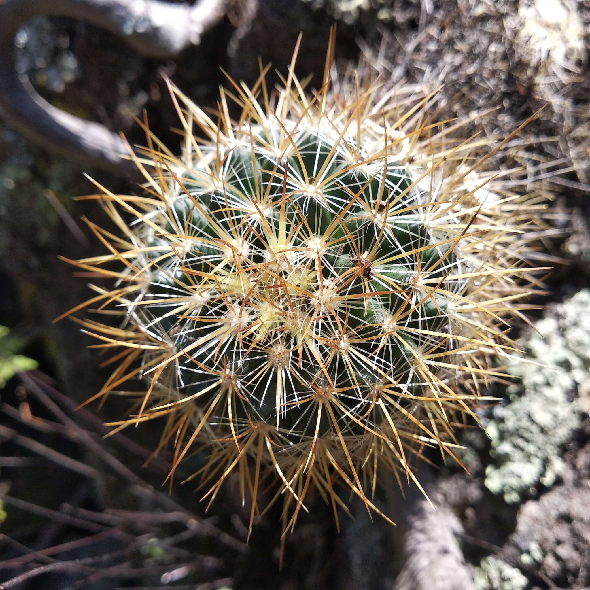 Image de Mammillaria discolor Haw.