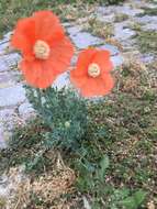 Image of Papaver armeniacum (L.) DC.