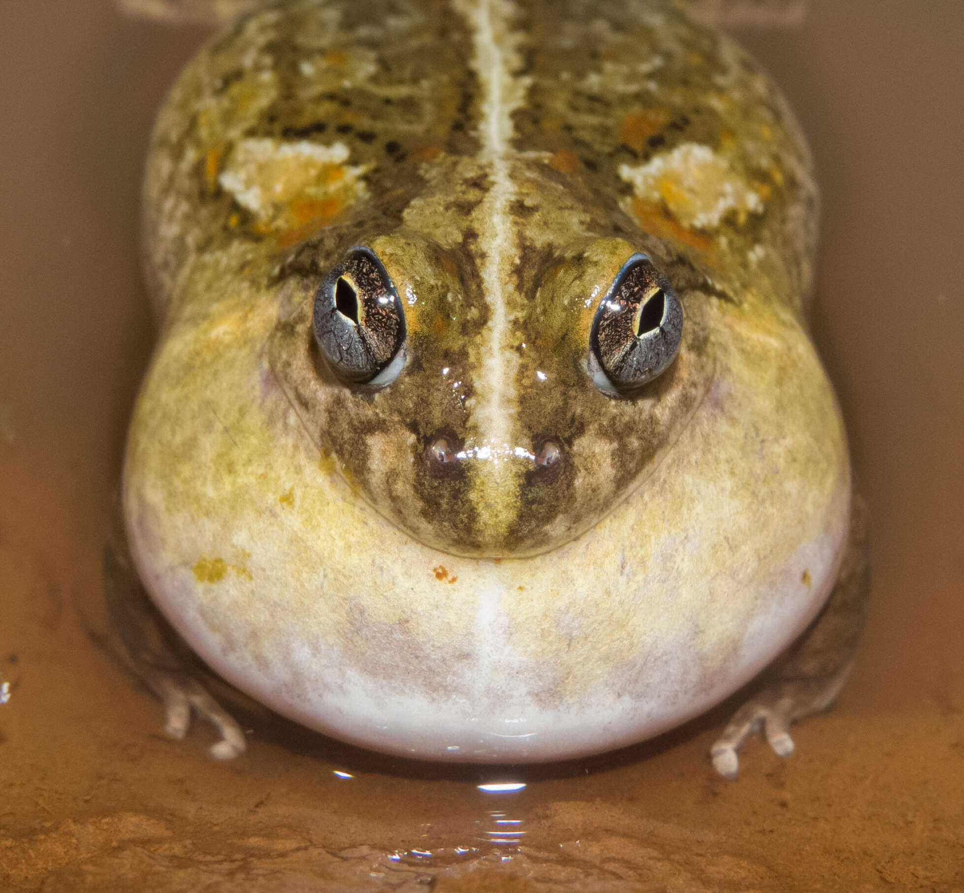 Image of Peters' four-eyed frog